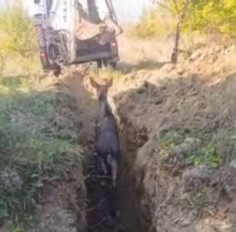 Саратовские коммунальщики спасли застрявшего в яме лосенка